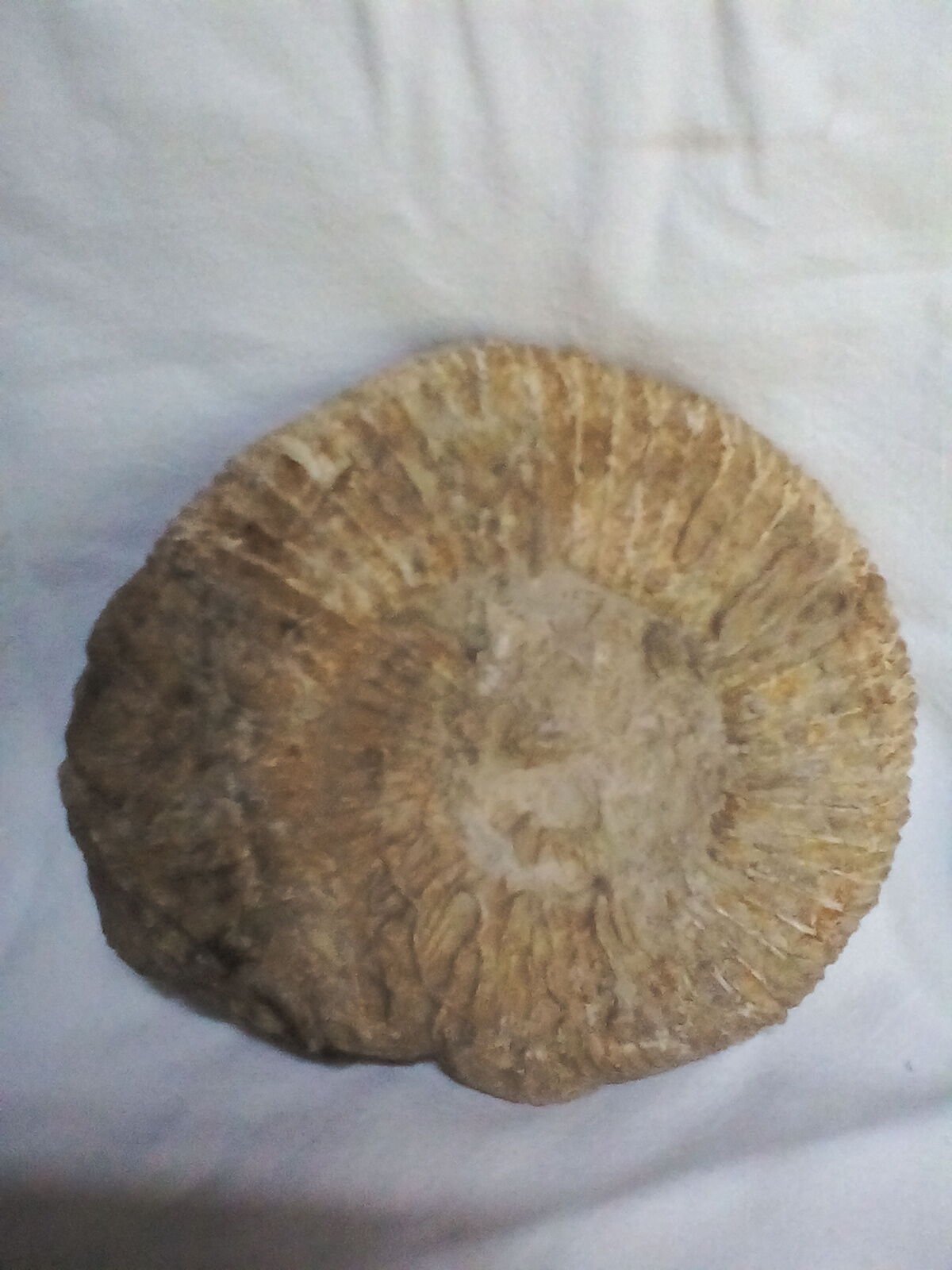 Marine fossils