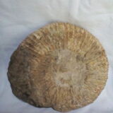 Marine fossils