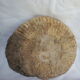 Marine fossils