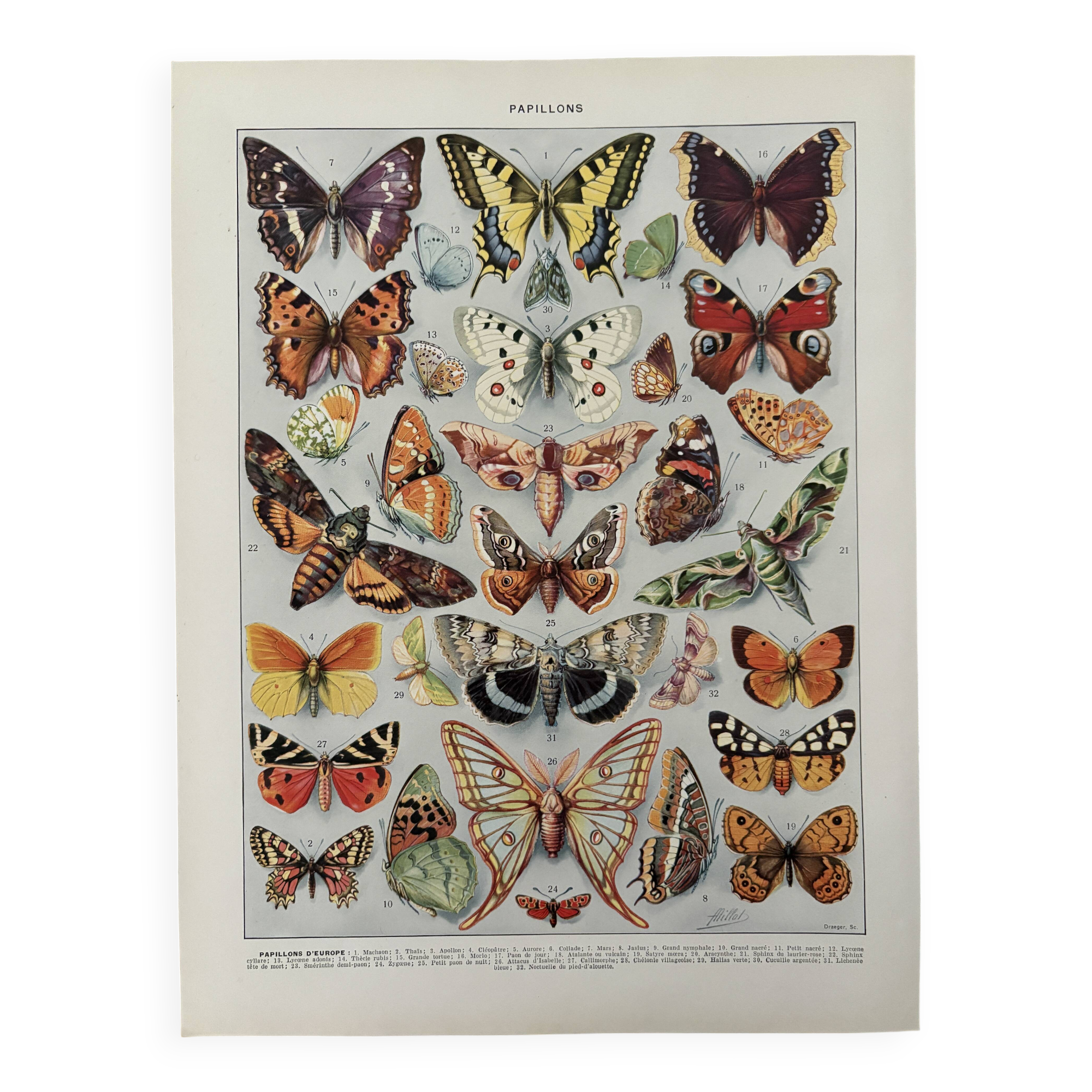 Illustrated plate on butterflies (Europe) - 1930