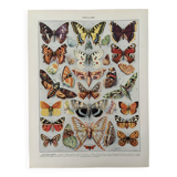 Illustrated plate on butterflies (Europe) - 1930