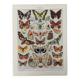 Planche illustrée sur les papillons (Europe) - 1930