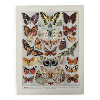 Illustrated plate on butterflies (Europe) - 1930