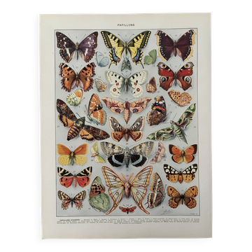 Illustrated plate on butterflies (Europe) - 1930