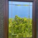 Art Deco beveled mirror in solid wood 77x57cm