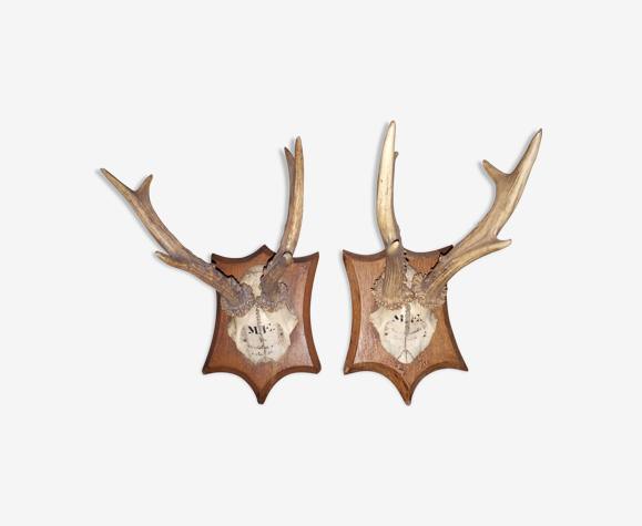 Paire de trophées bois de cervidés