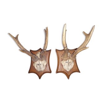 Pair of antler trophies