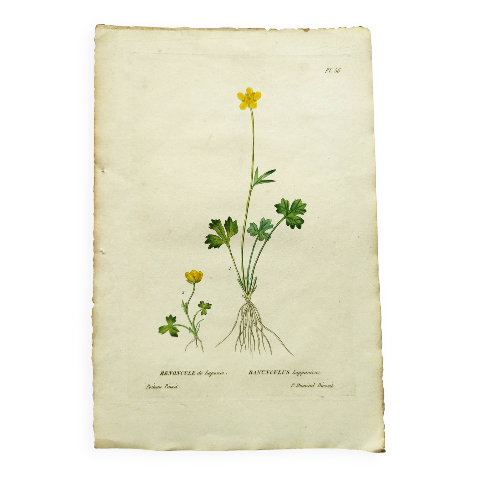 Antique botanical engraving from 1829 - Lapland buttercup - By PA Poiteau. Hand colored. Litho