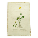 Gravure botanique ancienne de 1829 - Renoncule de Laponie- Par P.A Poiteau. Colorié à la main. Litho