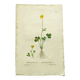 Antique botanical engraving from 1829 - Lapland buttercup - By PA Poiteau. Hand colored. Litho