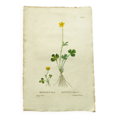 Gravure botanique ancienne de 1829 - Renoncule de Laponie- Par P.A Poiteau. Colorié à la main. Litho