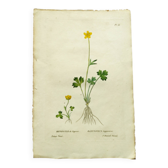 Antique botanical engraving from 1829 - Lapland buttercup - By PA Poiteau. Hand colored. Litho