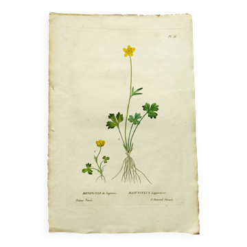 Gravure botanique ancienne de 1829 - Renoncule de Laponie- Par P.A Poiteau. Colorié à la main. Litho