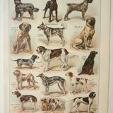 Old engraving 1922, Dogs, main breeds, shepherd, hunting • Lithograph, original illustration