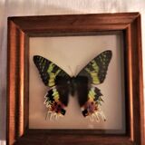 Naturalized butterfly, Urania Ripheus