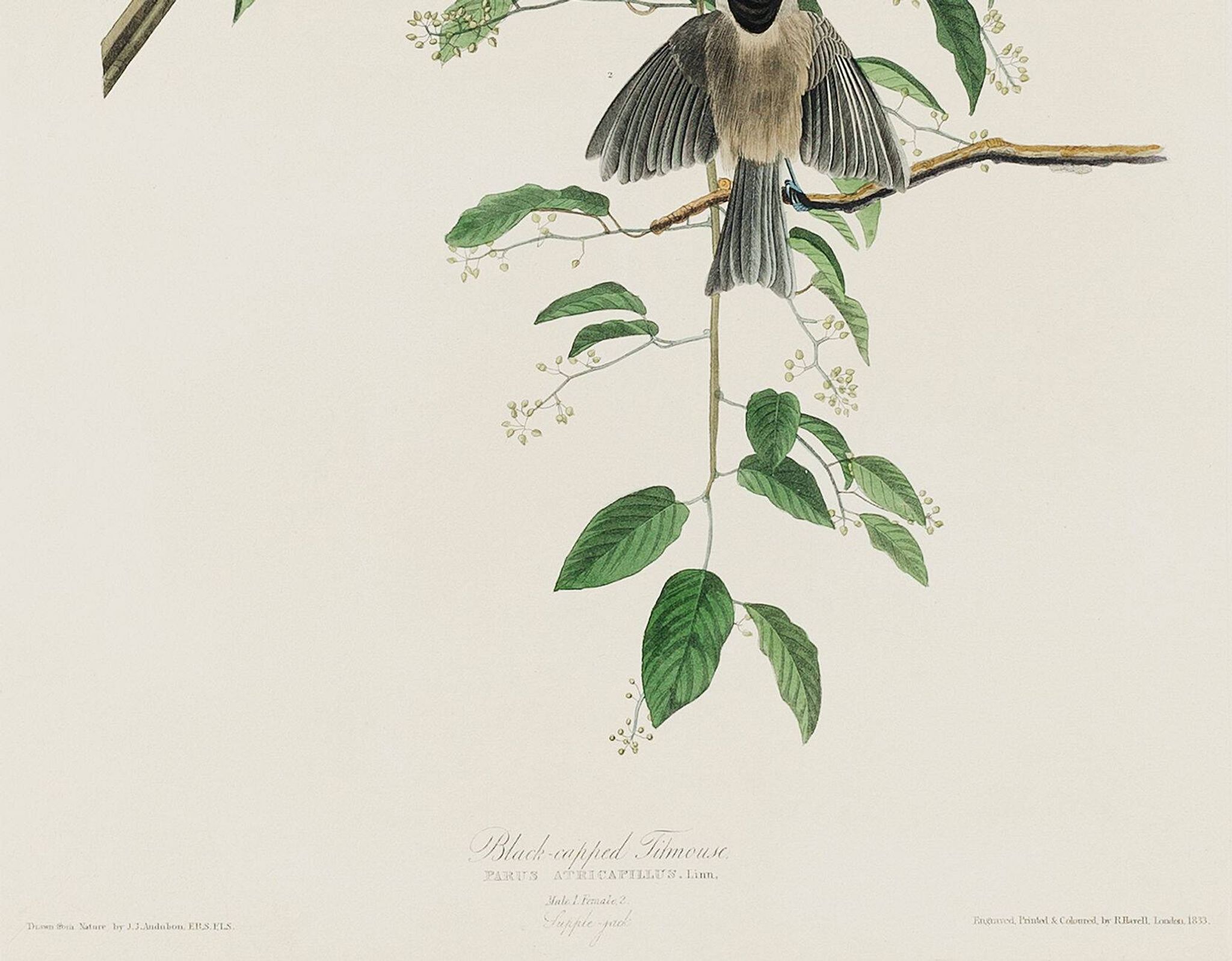 Poster about the Black-headed Tit, based on an old engraving from 1827.