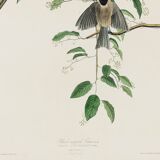 Poster about the Black-headed Tit, based on an old engraving from 1827.