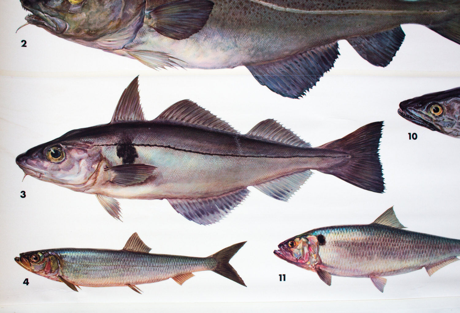 Displays educational marine fish