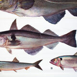 Displays educational marine fish