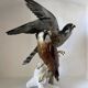 Birds couple of falcons Karl Ens
