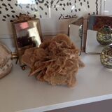 Rose des sables et gros coquillages