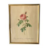 Ancient Pink Redoubted frame