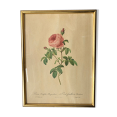 Cadre ancien rose de Redouté