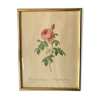 Ancient Pink Redoubted frame