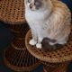Tabouret diabolo osier vintage