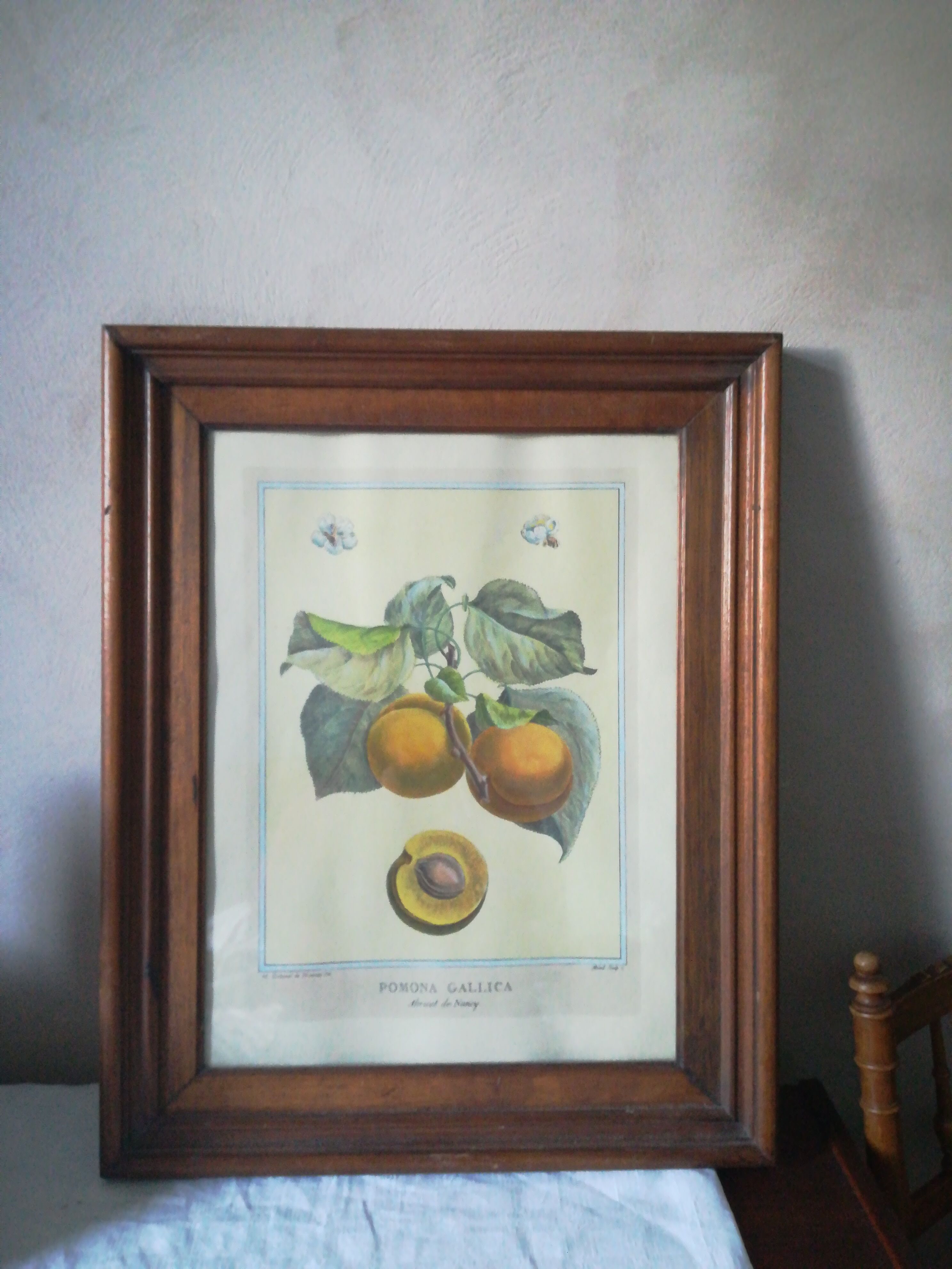 Framed botanical poster