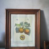 Framed botanical poster