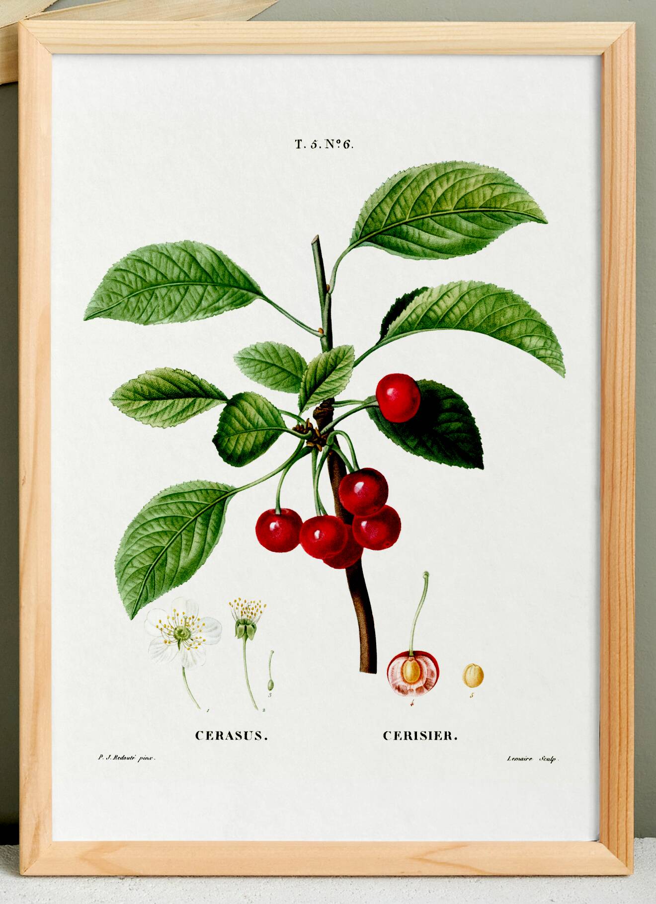 Poster about the cherry tree, based on an old engraving from 1802