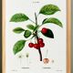 Poster about the cherry tree, based on an old engraving from 1802