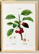 Affiche sur le cerisier, d’après une gravure ancienne de 1802