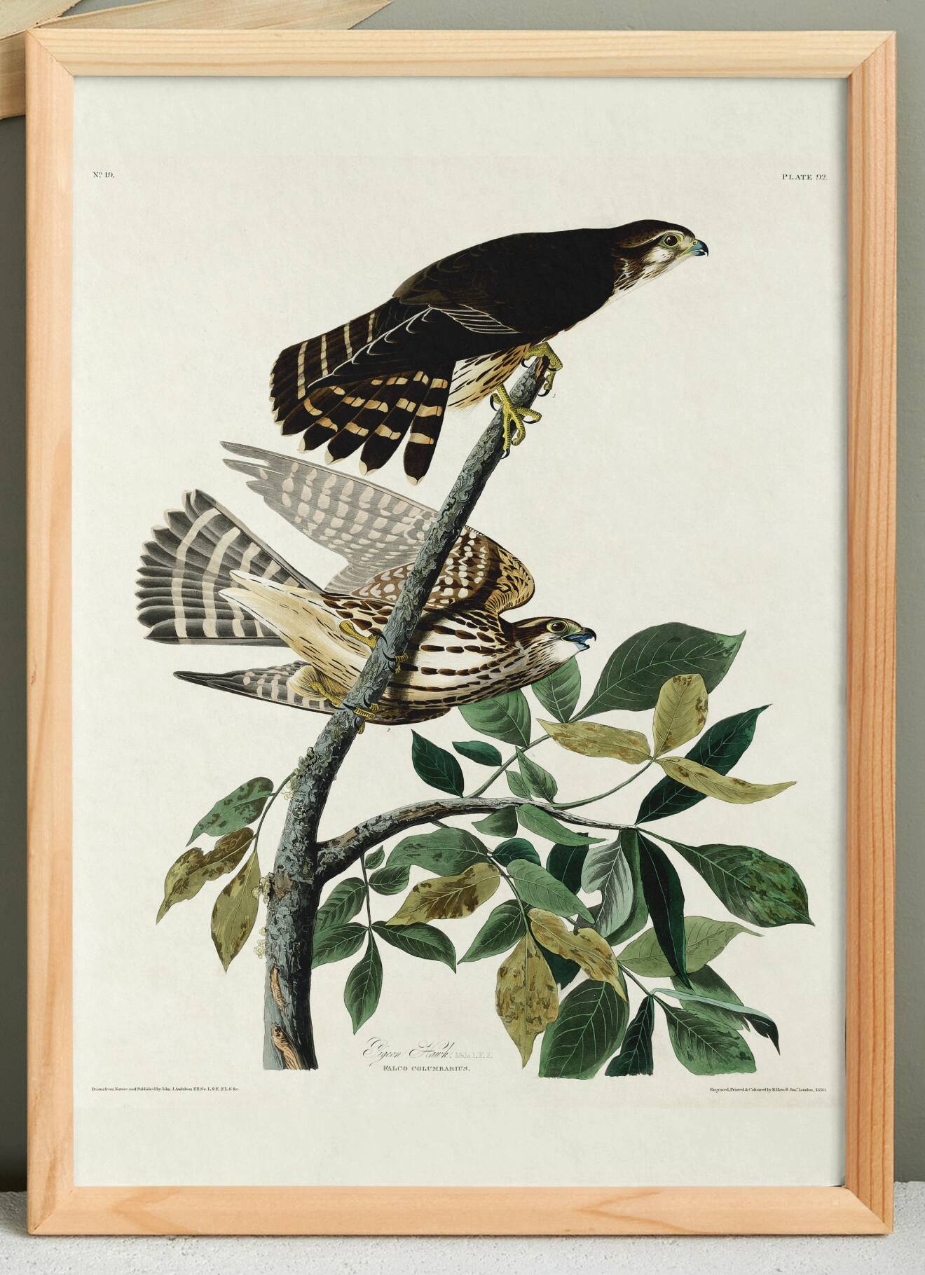 Poster about the Merlin, based on an old engraving from 1827.