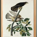 Poster about the Merlin, based on an old engraving from 1827.