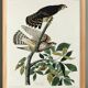 Poster about the Merlin, based on an old engraving from 1827.