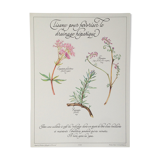 Affiche botanique tisane