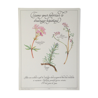 Affiche botanique tisane