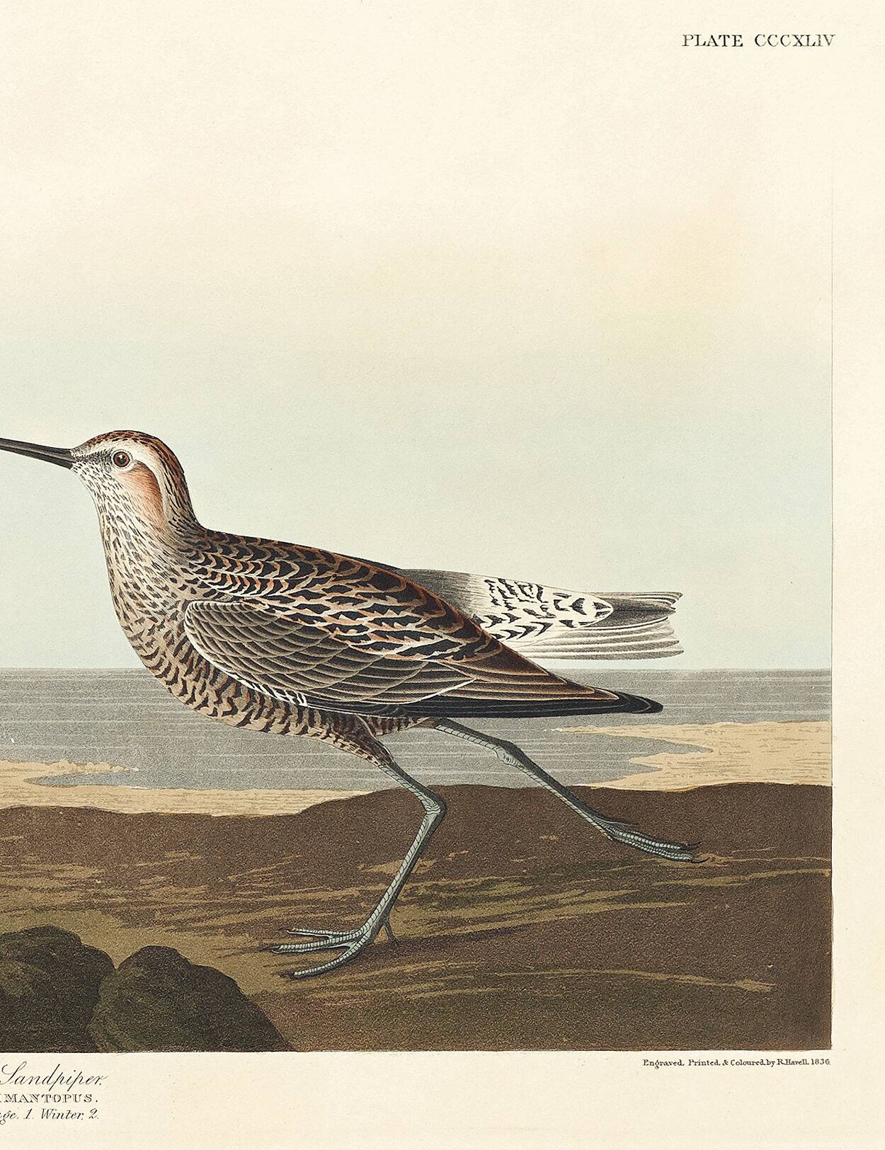 Poster of the Long-legged Sandpiper, after an old engraving