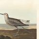 Poster of the Long-legged Sandpiper, after an old engraving