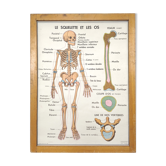 School map and wooden frame MDI Human body