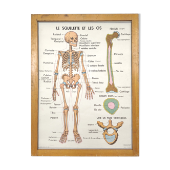 School map and wooden frame MDI Human body