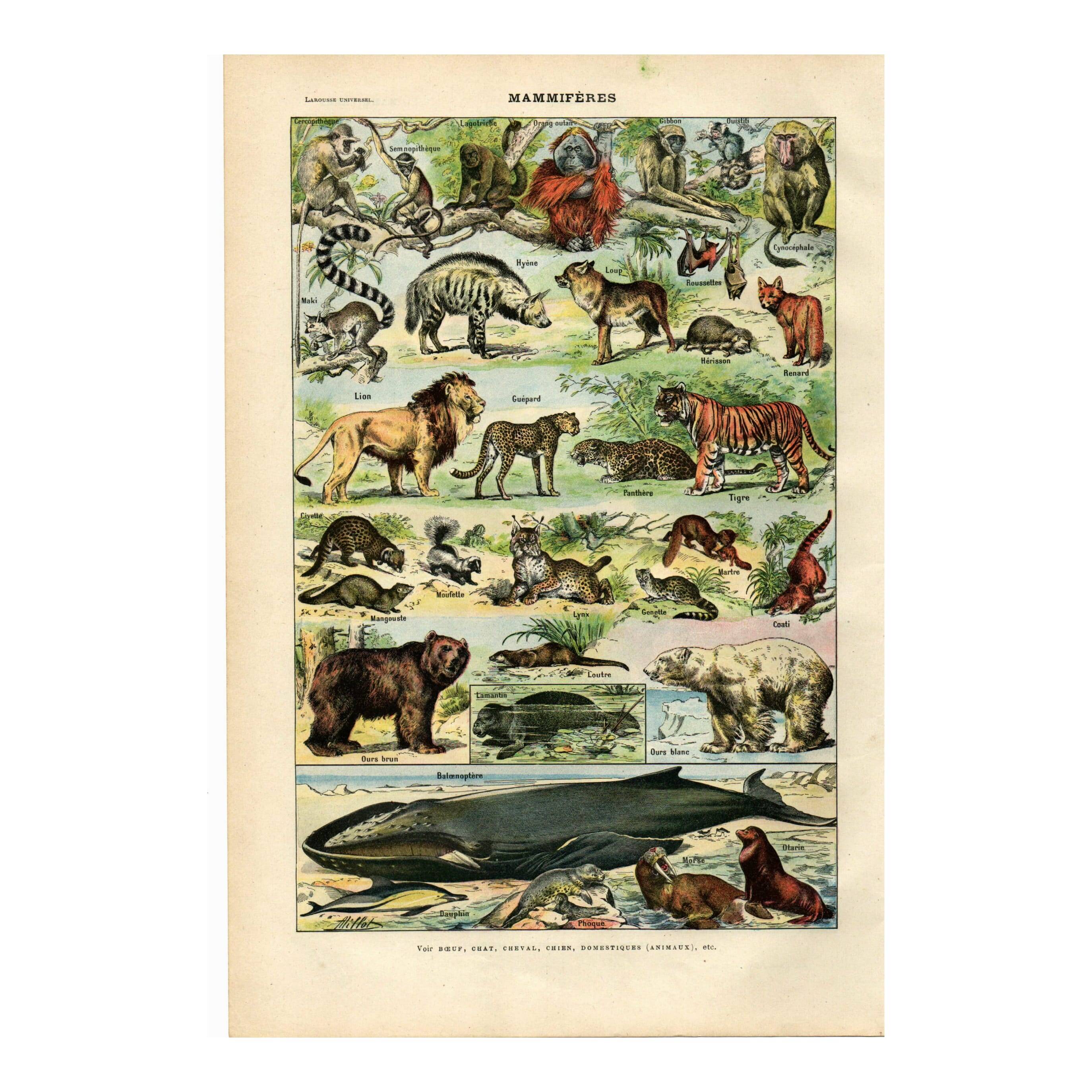 Old engraving from 1923 - Animals and Mammals by A. Millot - plate