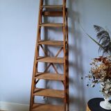 Old beech ladder