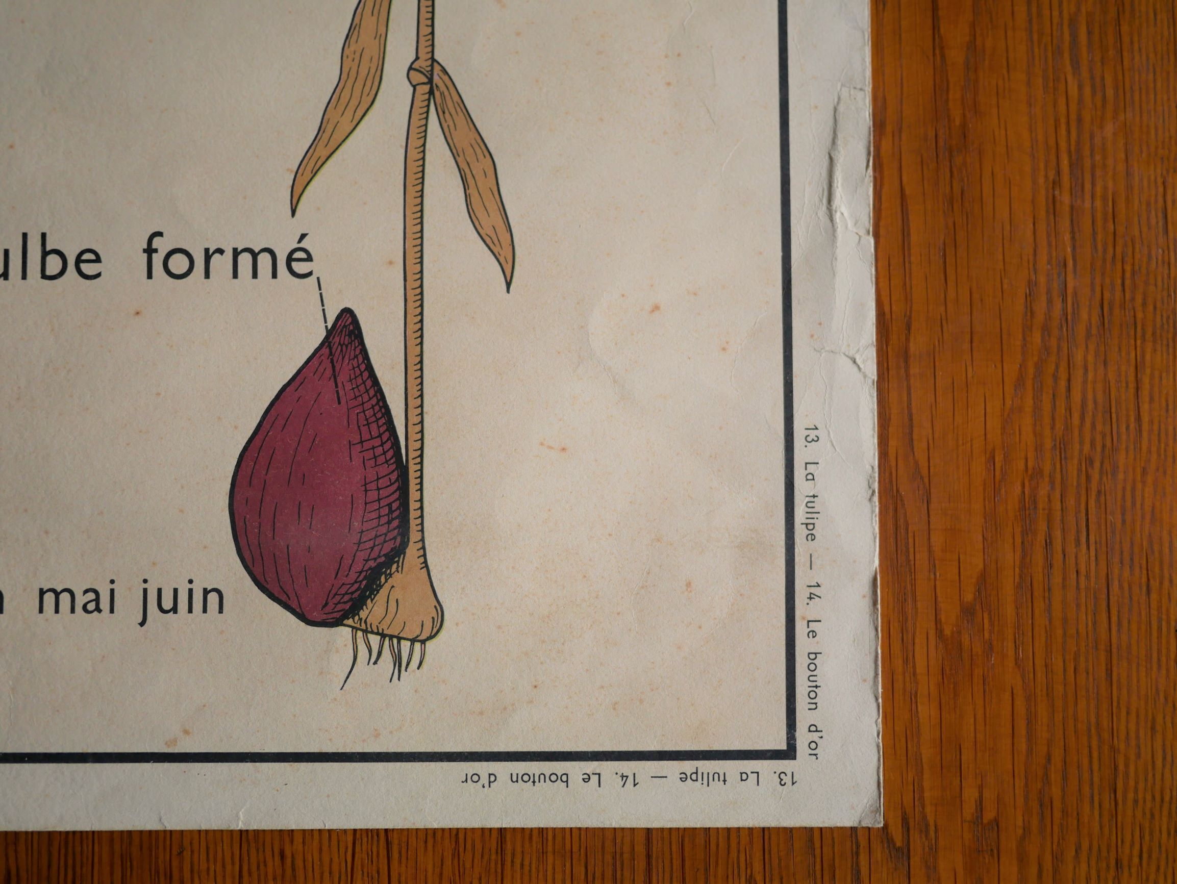 Vintage school botanical poster "La Tulipe" - "The Golden Button"