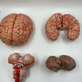 Anatomical brain model
