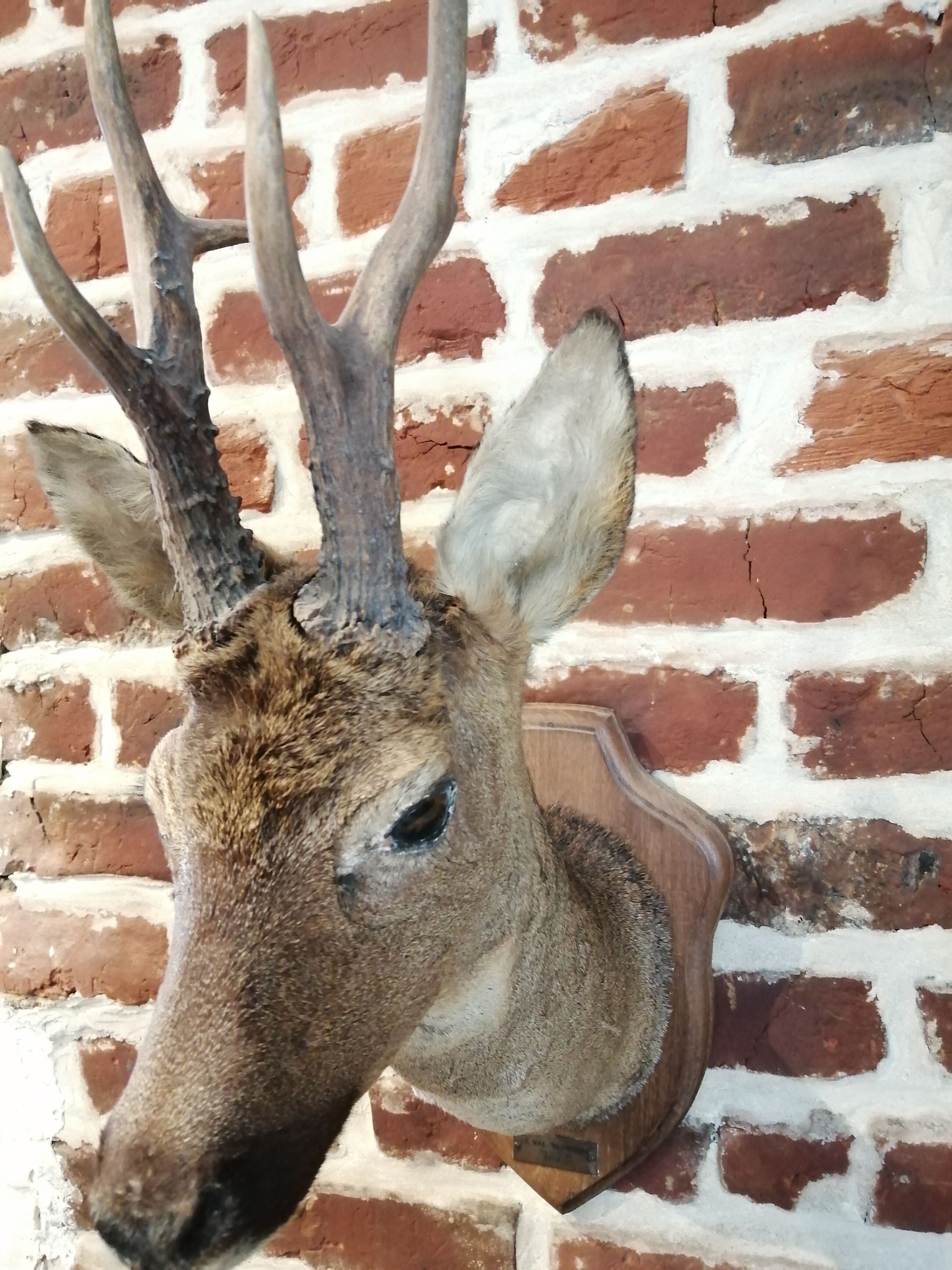 Trophée de chasse tête chevreuil