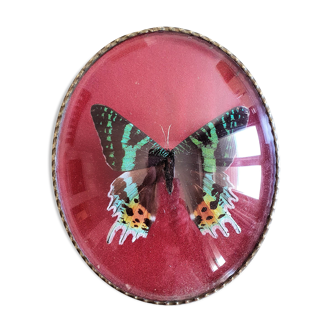 Naturalized butterfly