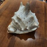 Large cornuta shell